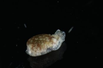 Media type: image;   Malacology 393728 Description: live specimen;